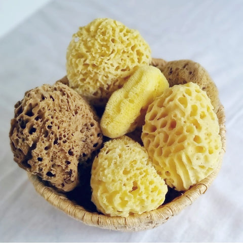 Sea Sponges EXTRA Large 17-18cm brown = Unbleached honeycomb GREEK